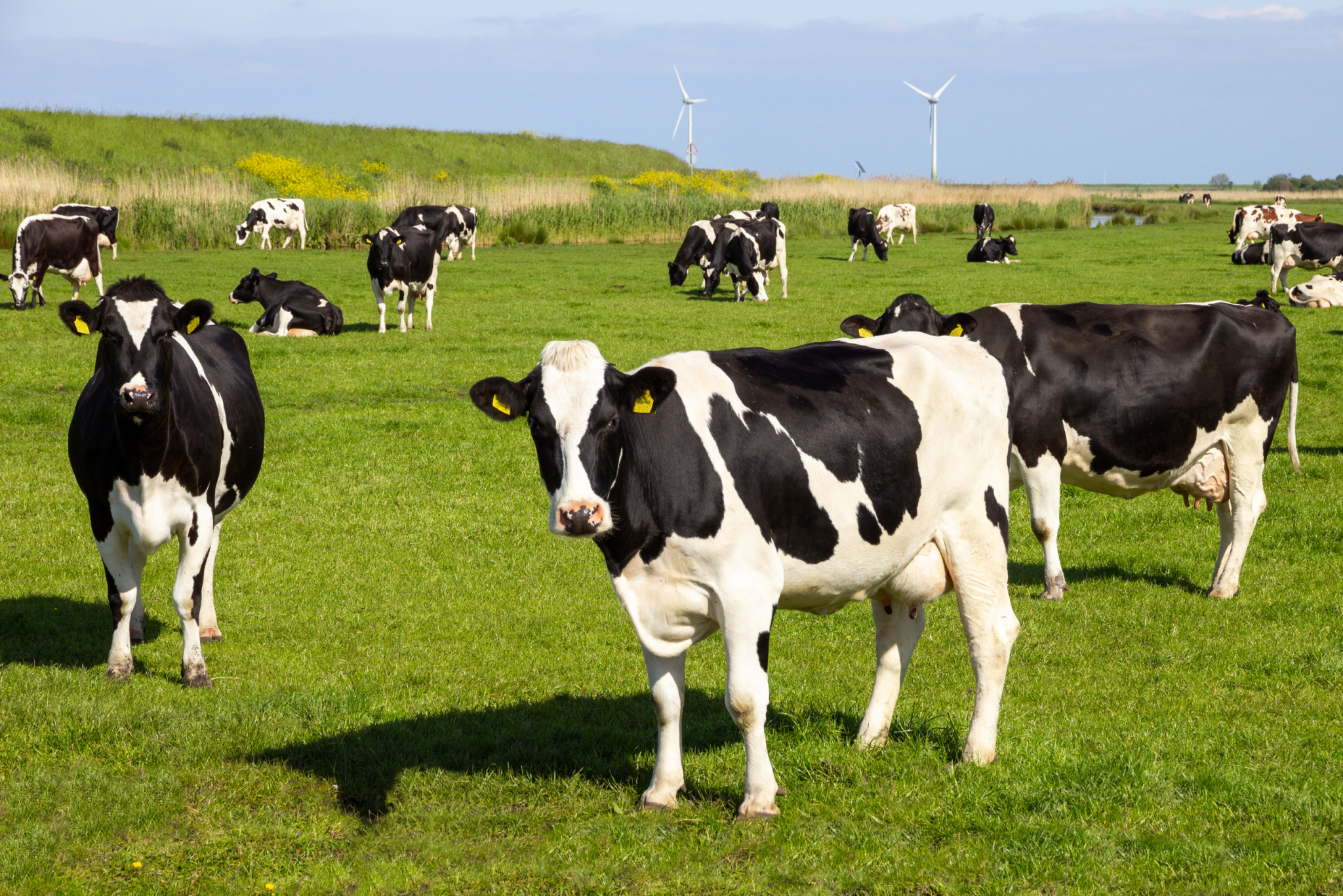 Chaque Race Son Go t Le Tour Du Monde Des Saveurs Bovines chaque-race-son-go-t-le-tour-du-monde-des-saveurs-bovines