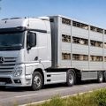 service de transport de bétail avec camion bétaillère pezzaioli et mercedes actros, garantissant sécurité et conformité aux normes européennes pour un transport fiable et respectueux du bien-être animal.
